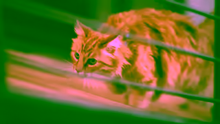 Blue Buffalo BBC0442 15 BBCF BTST EN BA TFCD LynxWilderness H2H BBC0442H Unslated 3 Ad Commercial Brand Imagery Photoshoot 2