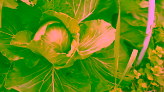 UNIS TV Cest plus quun jardin Jeudi 20 h Ad Commercial Brand Imagery Photoshoot 1