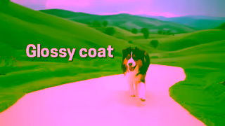 Butternut Box Summer Campaign6sTVC Bumper 2 Ad Commercial Brand Imagery Photoshoot 0