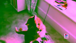 Hill's Hills Pet Nutrition Science Did That Ad Commercial Brand Imagery Photoshoot 0