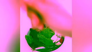 Lyka Pet Food One lightbulb moment kickstarted a new era of healthier dog food Ad Commercial Brand Imagery Photoshoot 1