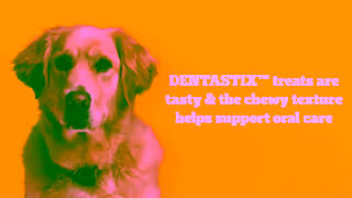 Pedigree Pedigree DENTASTIX Treats Support Oral Health with DENTASTIX Ad Commercial Brand Imagery Photoshoot 0
