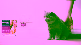 FELIWAY AU FELIWAY Top Vet Tips for Scratching 15s Ad Commercial Brand Imagery Photoshoot 2