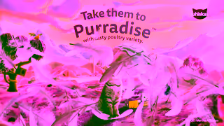 Whiskas Take them to PURRADISE Ad Commercial Brand Imagery Photoshoot 2