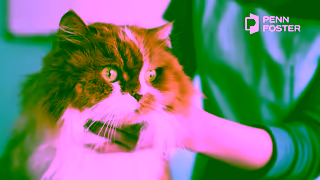 Penn Foster Vet Tech Social Ad Video Version 15 Second 16x9 ALT NO TEXT Ad Commercial Brand Imagery Photoshoot 1