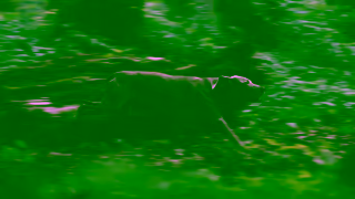 Blue Buffalo VID YouTube 15s NTH CallOnBLUE EN NIN PBWD SAS NP NL BBC0363 LM na Ad Commercial Brand Imagery Photoshoot 0