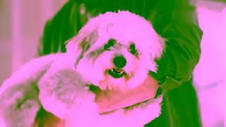PetSmart PetSmart Anything for Dogs Month 15 Ad Commercial Brand Imagery Photoshoot 0
