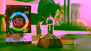 Purina NEW PURINA ONE Dry Dog Food Advanced tailored nutrition for dogs Ad Commercial Brand Imagery Photoshoot 1