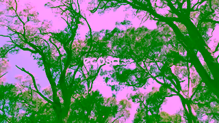 Ecosa Ecosa AU 35 OFF Sale Essence Forest EGC V1 Trim Ad Commercial Brand Imagery Photoshoot 2