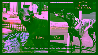 Purina Watch Sophies Story PRO PLAN Performance High Protein Dog Food Ad Commercial Brand Imagery Photoshoot 0