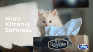 ROYALE More Kitteny Softness Ad Commercial Brand Imagery Photoshoot 1