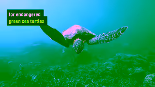 Greenpeace Stop Woodside From Threatening Turtles Homes Ad Commercial Brand Imagery Photoshoot 0