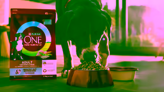 Purina NEW PURINA ONE Dry Dog Food Advanced tailored nutrition for dogs Ad Commercial Brand Imagery Photoshoot 0