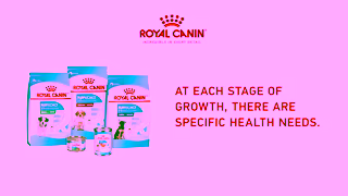 Royal Canin RC SOL 6s Puppy First Vet Visit A 16x9 CA EN Ad Commercial Brand Imagery Photoshoot 2