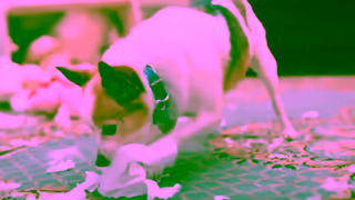 Scotties Tissues Scotties Chihuahua Ad Commercial Brand Imagery Photoshoot 1
