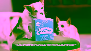 Scotties Tissues Scotties Chihuahua Ad Commercial Brand Imagery Photoshoot 2