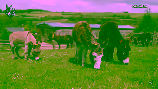The Donkey Sanctuary Q3 RG 15 sec Ad Commercial Brand Imagery Photoshoot 0