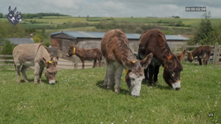 The Donkey Sanctuary Q3 RG 15 sec Ad Commercial Brand Imagery Photoshoot 0