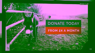 The Donkey Sanctuary Q3 RG 15 sec Ad Commercial Brand Imagery Photoshoot 2