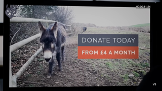 The Donkey Sanctuary Q3 RG 15 sec Ad Commercial Brand Imagery Photoshoot 2