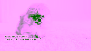Royal Canin RC SOL 6s Puppy Adopting a Puppy A 16x9 CA EN Ad Commercial Brand Imagery Photoshoot 0