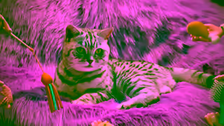 Whiskas WHISKAS Fussy Cat Ad Commercial Brand Imagery Photoshoot 1