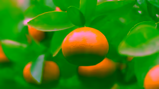 Woolworths Amorette mandarins are in season and exclusive to Woolworths Ad Commercial Brand Imagery Photoshoot 0