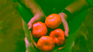 Woolworths Amorette mandarins are in season and exclusive to Woolworths Ad Commercial Brand Imagery Photoshoot 1