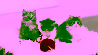 Virgin Plus With prices this affordable you dont need adorable kittens to convince you Ad Commercial Brand Imagery Photoshoot 1