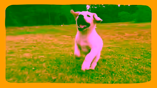 Animates We Make Puppies Happy Ad Commercial Brand Imagery Photoshoot 0