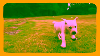 Animates We Make Puppies Happy Ad Commercial Brand Imagery Photoshoot 1