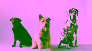 NOW FRESH Pet Food Now Fresh Best in Class Dog Ad Commercial Brand Imagery Photoshoot 2
