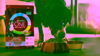 Purina NEW PURINA ONE Dry Dog Food Advanced tailored nutrition for dogs Ad Commercial Brand Imagery Photoshoot 1