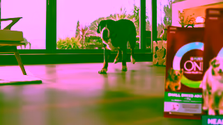 Purina NEW PURINA ONE Dry Dog Food Advanced tailored nutrition for dogs Ad Commercial Brand Imagery Photoshoot 2