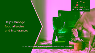 Purina Watch Harlows Transformation PRO PLAN Veterinary Diets HA Hydrolyzed Formula for Food Allergies Ad Commercial Brand Imagery Photoshoot 1