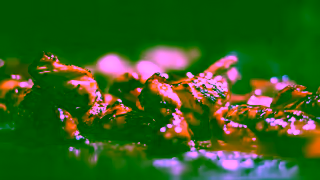 Mad Mex New Chipotle Honey Chicken from Mad Mex Ad Commercial Brand Imagery Photoshoot 1