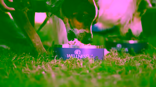 PetSmart WELLNESS PETSMART V4 60 16x9 PROMO Ad Commercial Brand Imagery Photoshoot 2