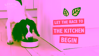 Lily's Kitchen Give them the best start Ad Commercial Brand Imagery Photoshoot 2