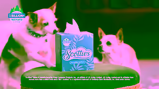Scotties Tissues Scotties Chihuahua Ad Commercial Brand Imagery Photoshoot 2