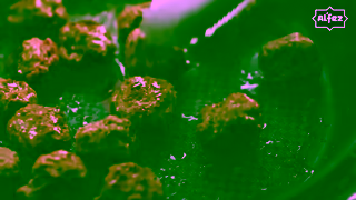 Al'Fez AlFez Lamb Koftas 15 secs Ad Commercial Brand Imagery Photoshoot 1