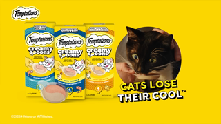 Temptations Temptations Creamy Spoons Teenage Cat 6s Ad Commercial Brand Imagery Photoshoot 2