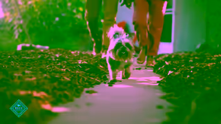 Blue Buffalo VID YouTube 15s NTH DollarADay EN NIN LFDD SAS NP NL BBC0312 LM na Ad Commercial Brand Imagery Photoshoot 0