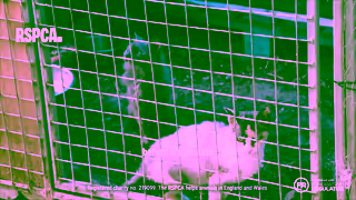 RSPCA.org.uk sttldrtvyoutube Ad Commercial Brand Imagery Photoshoot 0
