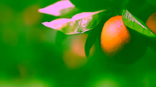 Woolworths Citrus season is here and its the perfect time for Navel oranges Ad Commercial Brand Imagery Photoshoot 2