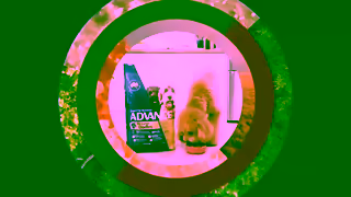 ADVANCE Pet AUSSIE SCIENCE Website Cat Ad Commercial Brand Imagery Photoshoot 2