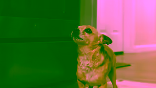 Freshpet The Symphony of Mealtime Ad Commercial Brand Imagery Photoshoot 1