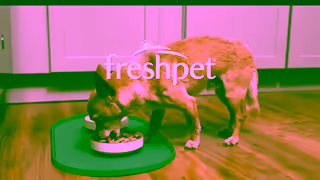 Freshpet The Symphony of Mealtime Ad Commercial Brand Imagery Photoshoot 2