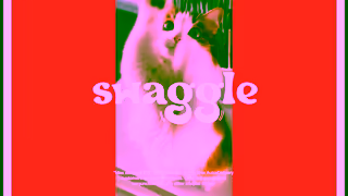 Swaggle Pets Swaggle 6 Offer with VO 240806 16x9 flybuys Ad Commercial Brand Imagery Photoshoot 0