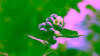 Woolworths WTTSUP7213T5G SKIPPABLE BLUEBERRIES NSW Ad Commercial Brand Imagery Photoshoot 1