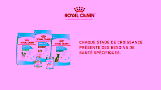 Royal Canin RC SOL 6s Puppy Researching Puppy Needs A 16x9 CA FR Ad Commercial Brand Imagery Photoshoot 2